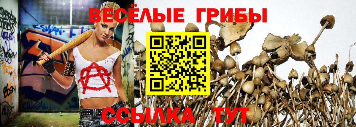 Галлюциногенные грибы GOLDEN TEACHER  Вход с VPN  Галлюциногенные грибы прущие грибы  Киселёвск 